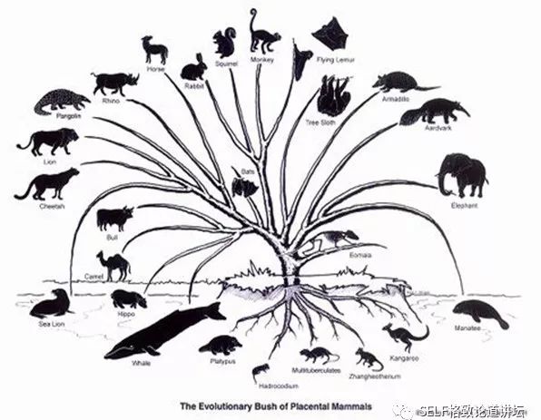 关于恐龙的研究详细,恐龙食谱大全及做法