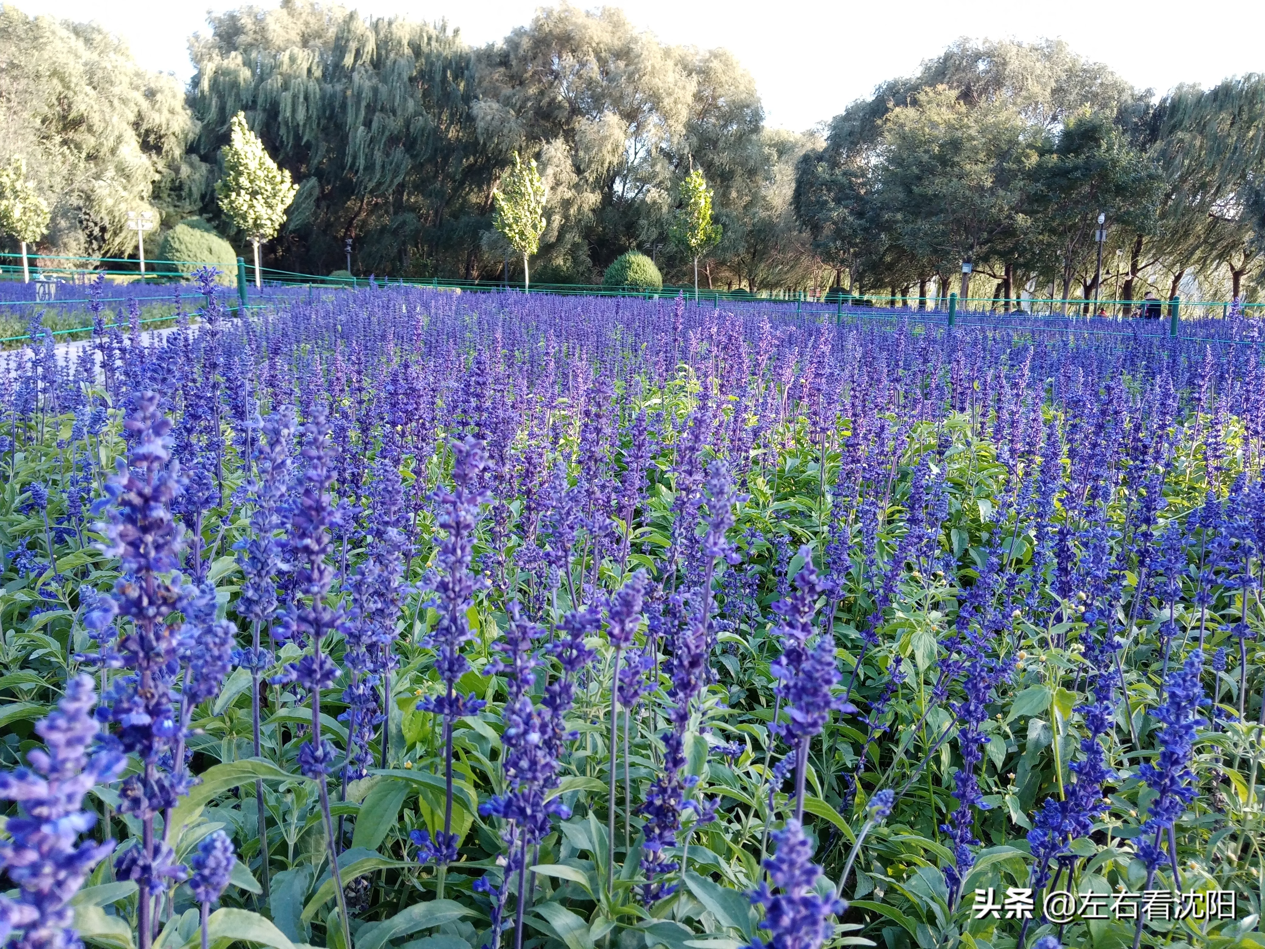 沈阳沈水湾公园看日出,沈阳浑河看海的地方