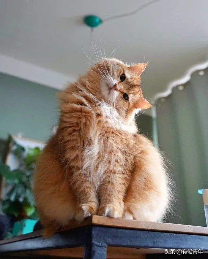 千万别惹俄罗斯猫，真实吓尿了