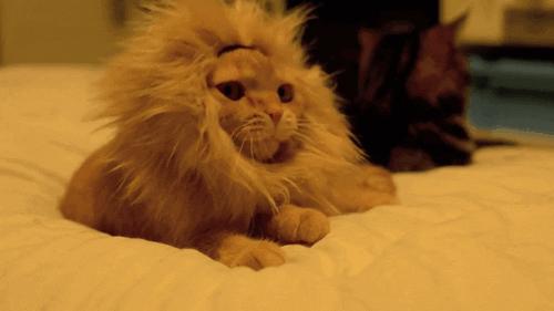 为啥有些猫不爱叫,为什么有的猫不爱喵喵叫