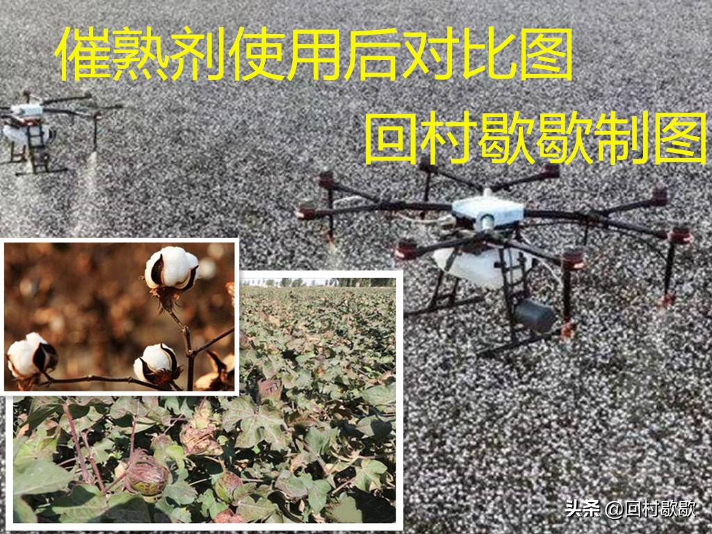 使用催熟剂的好处,棉花催熟剂几天见效