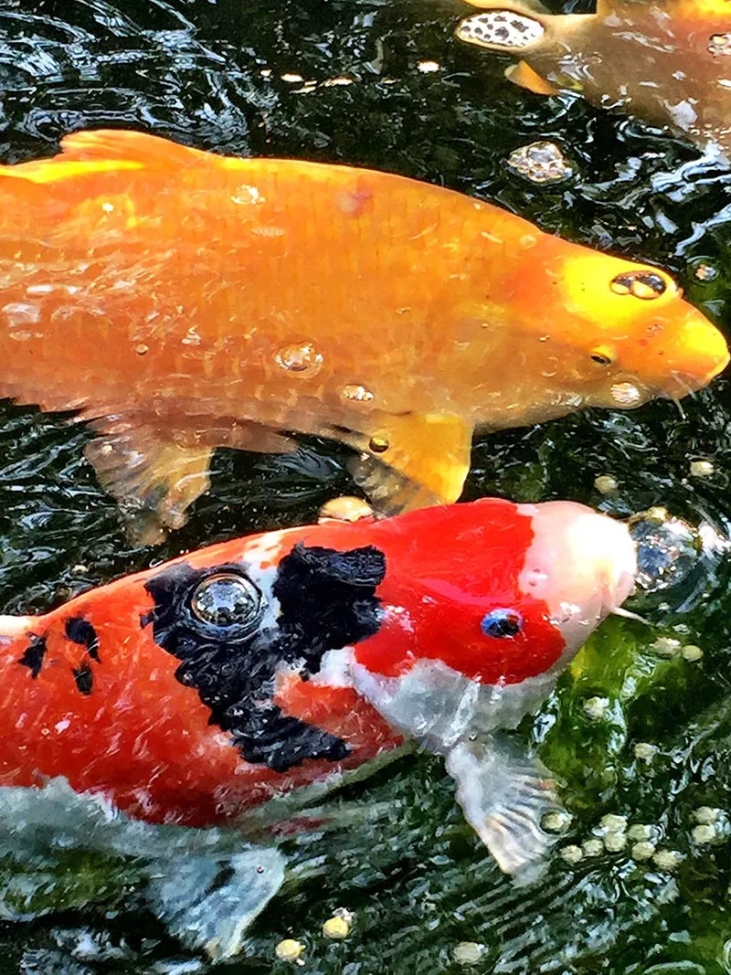 怎么训锦鲤最有效,锦鲤新手必备技巧