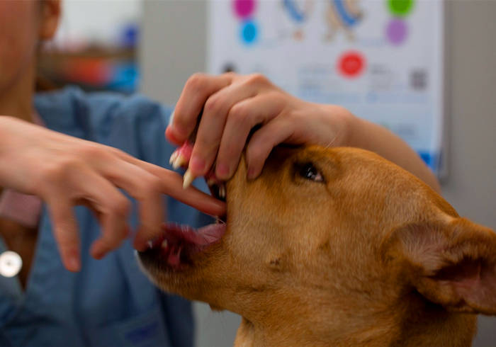 狗狗噎住了什么症状,狗狗噎着了是什么症状表现