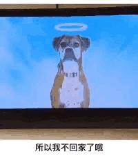 宠物离世怎么过度安抚它,心爱的宠物死了怎么安慰