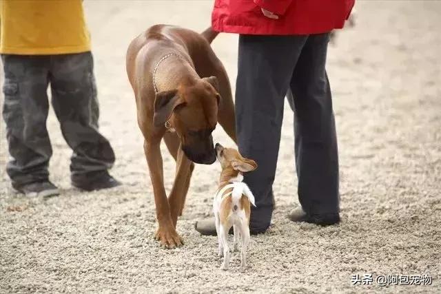 让狗狗绝育要关注什么,给狗狗绝育有什么害处吗