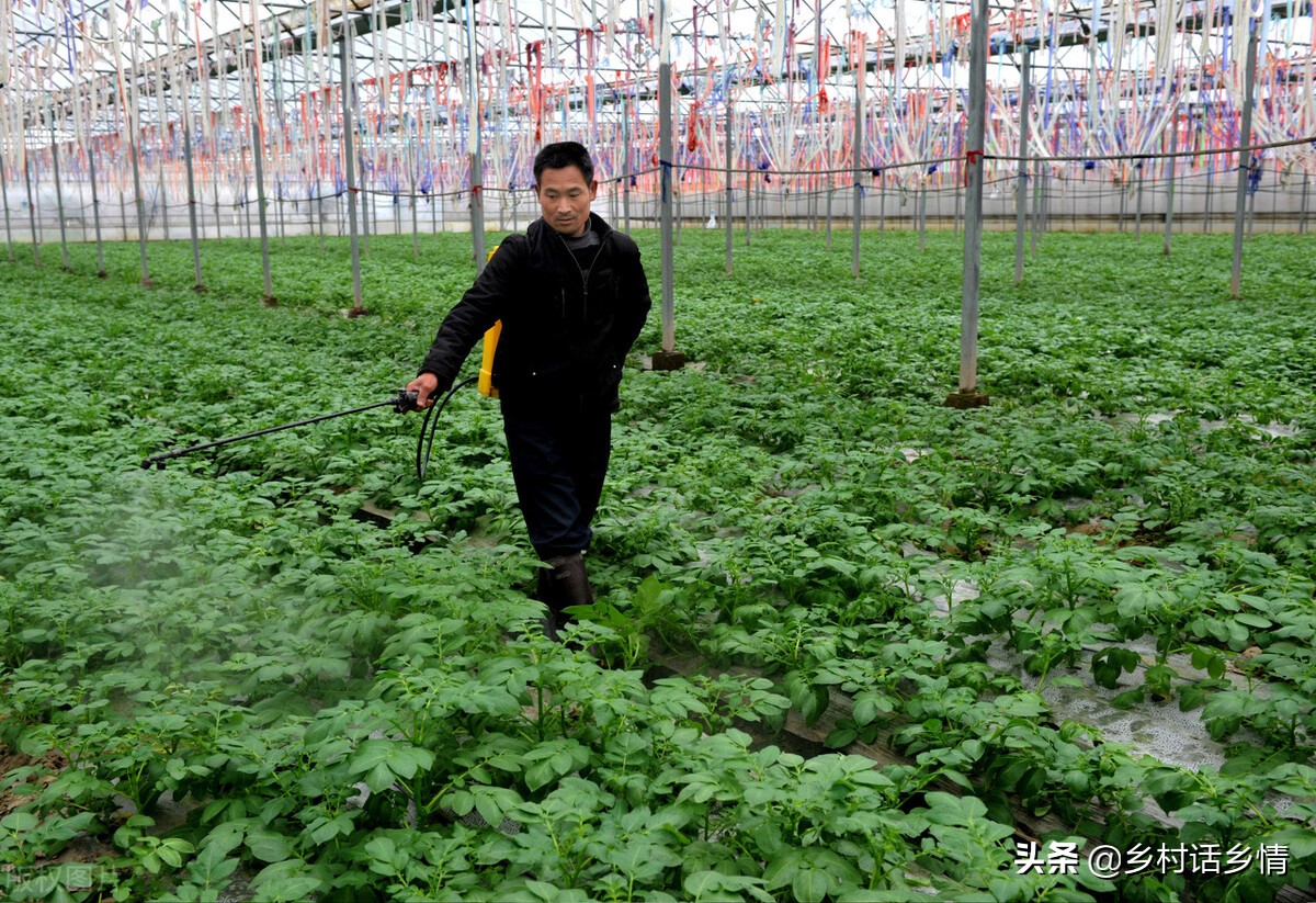 种菜先学会使用食醋，促长、增产、防治病虫害，样样精通