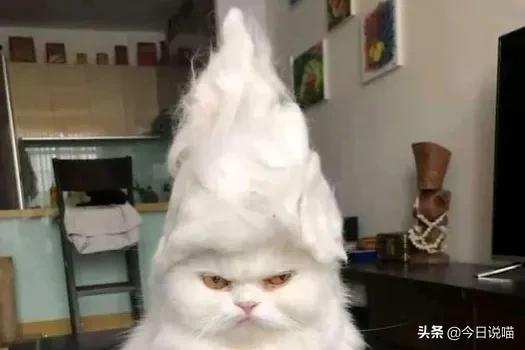 养猫咪的人肺里有猫毛吗,养猫后总觉得喉咙有猫毛