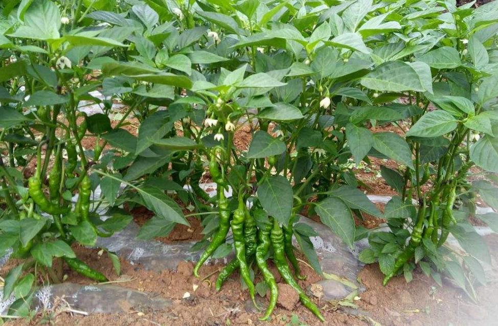 又杀菌又增产的药,又杀菌又增产的农药