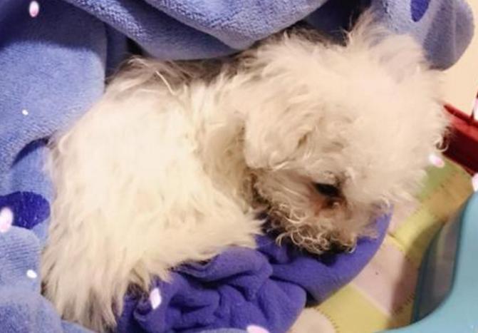 比熊类狗狗可以吃的水果有哪些,比熊犬能吃的水果清单