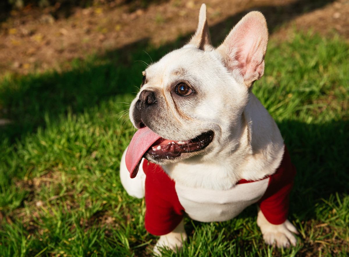 盘点“最娇气”的6种狗，耐心不够，建议别养