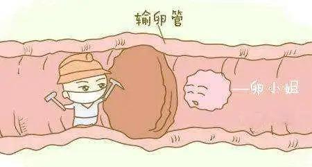 不知道自己输卵管是否堵塞,关于输卵管堵塞