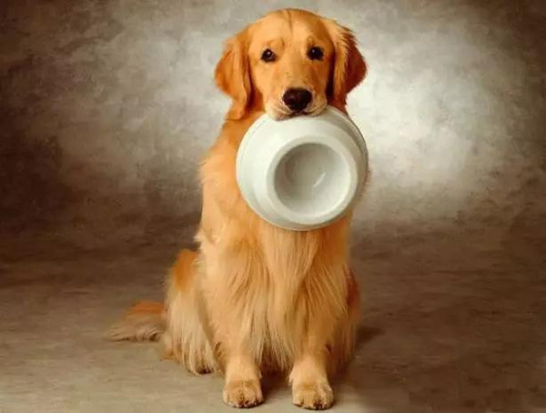 宠物狗粮大讲解！你的狗狗吃的真的是健康的吗？