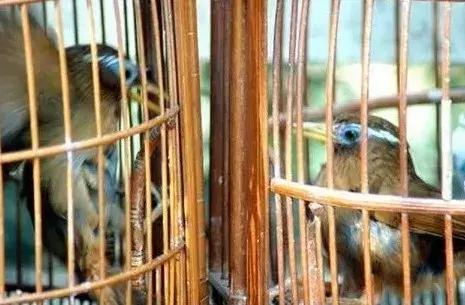 画眉饲料中的小米怎么样处理,画眉除了饲料可以喂什么料