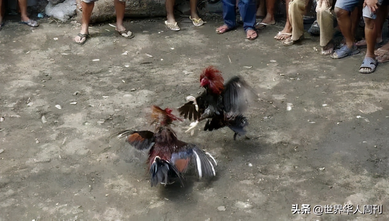 菲律宾一警察被一只公鸡杀死,斗鸡与菲律宾斗鸡打架