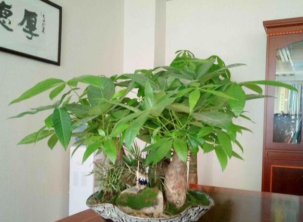 步步高发财树顶端主干发霉腐烂,大发财树主干上端腐烂怎么补救