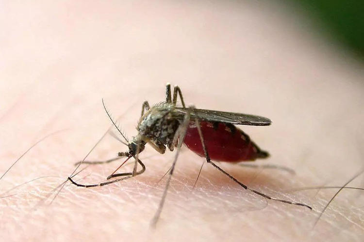 紫外线灭蚊灯能把人晒黑吗,紫外线灭蚊灯对人体有辐射吗