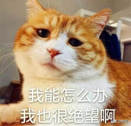 郭采洁香港风,郭采洁复古港风短发图片