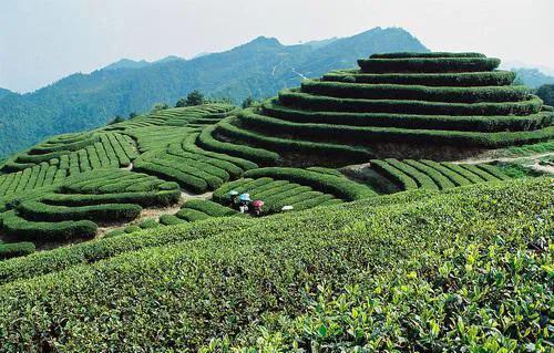 中国十大名茶省份,中国十大名茶省份分布