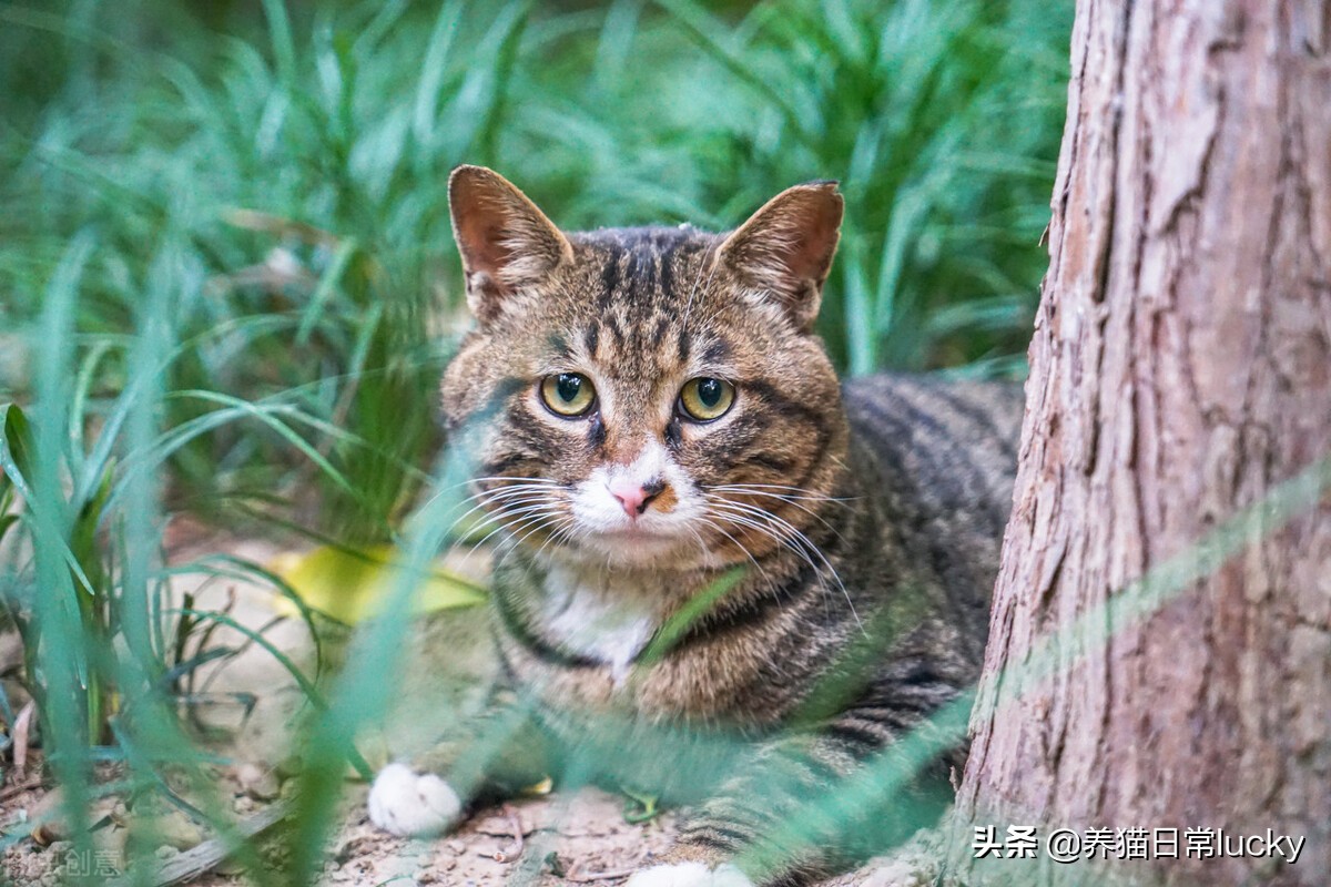 盘点那些非常好看的猫,盘点世界上最好看的猫