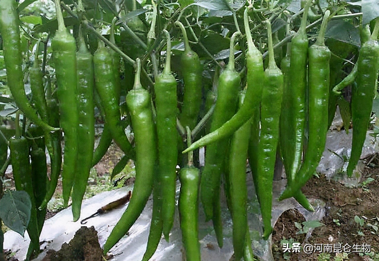 辣椒黄叶是怎么回事？辣椒叶子发黄用什么肥料灌根好？烂根怎么办