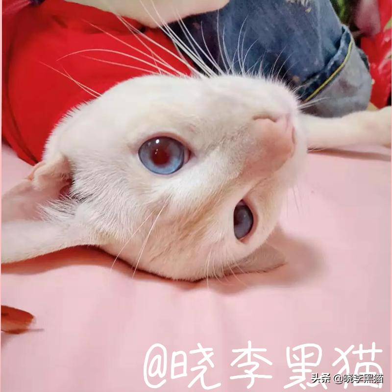 猫咪清洁耳螨如何不伤耳朵,猫耳朵清理需要关注什么