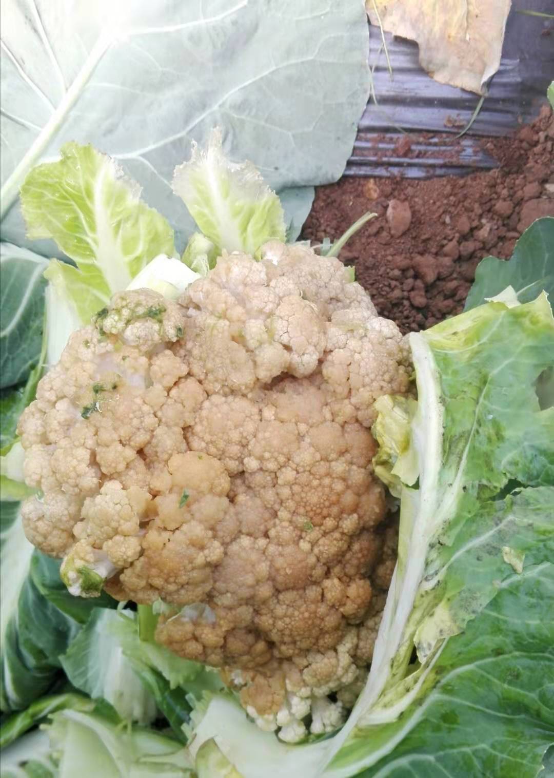 花菜大面积腐烂枯死怎么办,种植的花菜要腐烂怎么办