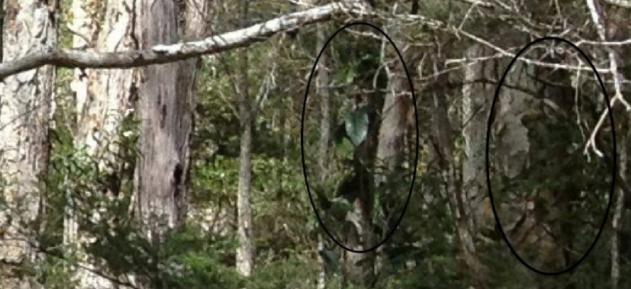 婢冲ぇ鍒╀簹鍙戠幇閲庝汉,婢冲ぇ鍒╀簹澶ц剼閲庝汉