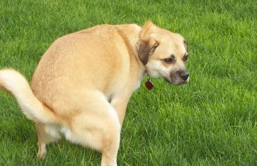 狗狗便秘拉完之后精神状态不好,狗狗便秘拉的屎很干