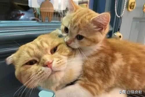 新猫到家旧猫出现应激反应,新猫到家原住民一直骂骂咧咧