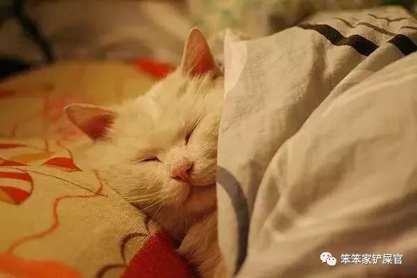猫咪乱拉尿，打一顿解决不了问题：找出乱拉尿原因才是关键