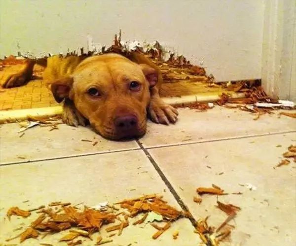 狗拆家怎么办教你一招,怎么训练狗狗不拆家乱咬东西