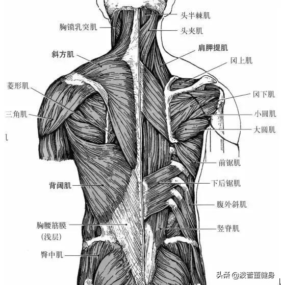 倒三角身材背部训练教程,怎样迅速练出倒三角形身材