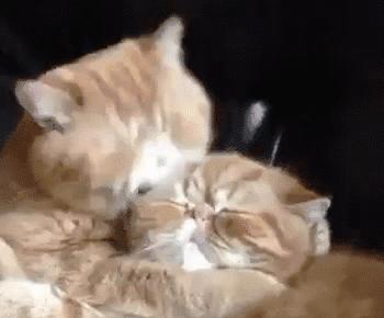 冬季猫咪发情期到来，铲屎官们无可奈何？别着急，方法都在这了