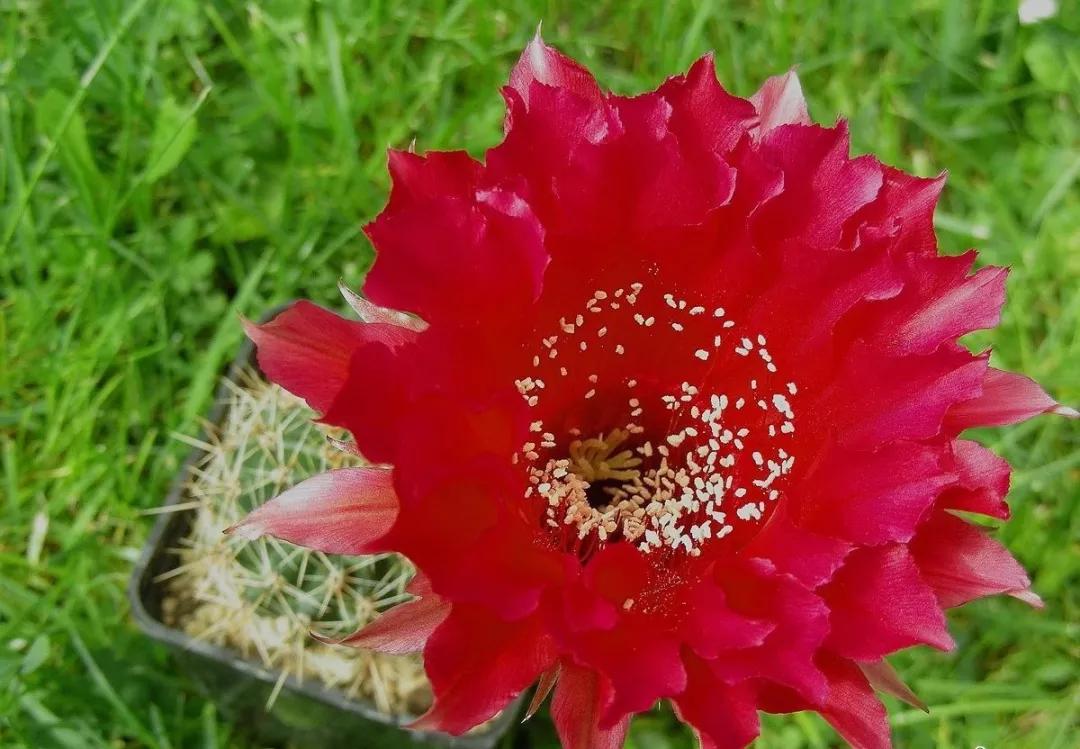 100种仙人球的品种视频,仙人球100种图片高清大图