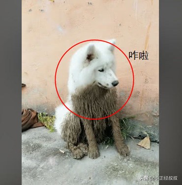 萨摩耶到家后呆在笼子里不出来,萨摩耶出去就不知道回家了