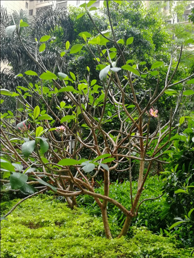 小区的广玉兰花开了,鸡蛋花树开花图片