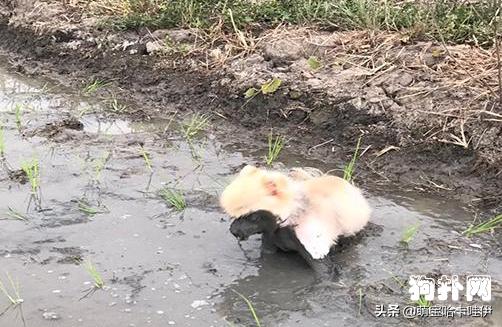 小博美清晨突然发疯一样跑,小博美在玩耍时很凶