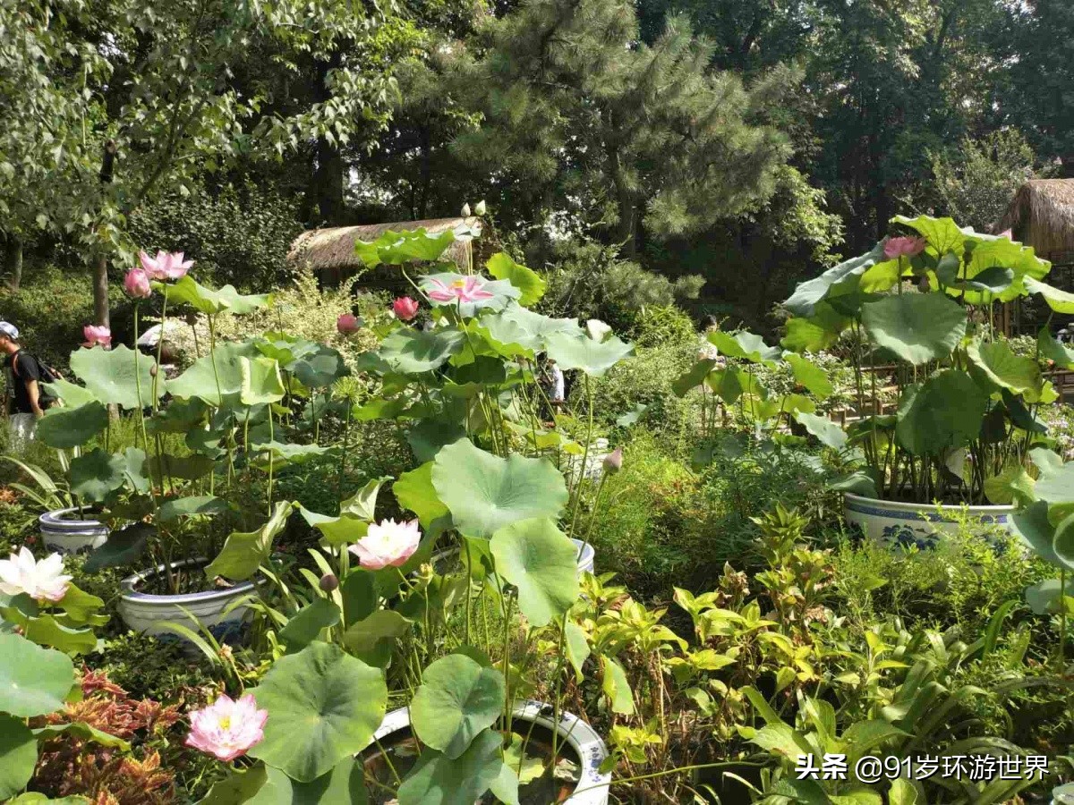 苏州拙政园园林借景,苏州最贵的园林在拙政园旁边