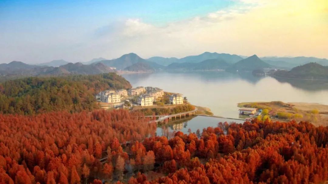 杭州的秋天随处可见都是美景,杭州西溪湿地美成调色盘