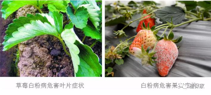 草莓常见病虫害图谱,草莓病虫害图片大全集