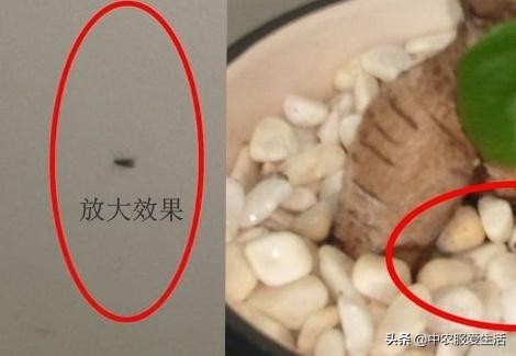 冬天花儿开的正艳，恼人的小飞虫，飞来飞去，怎么办