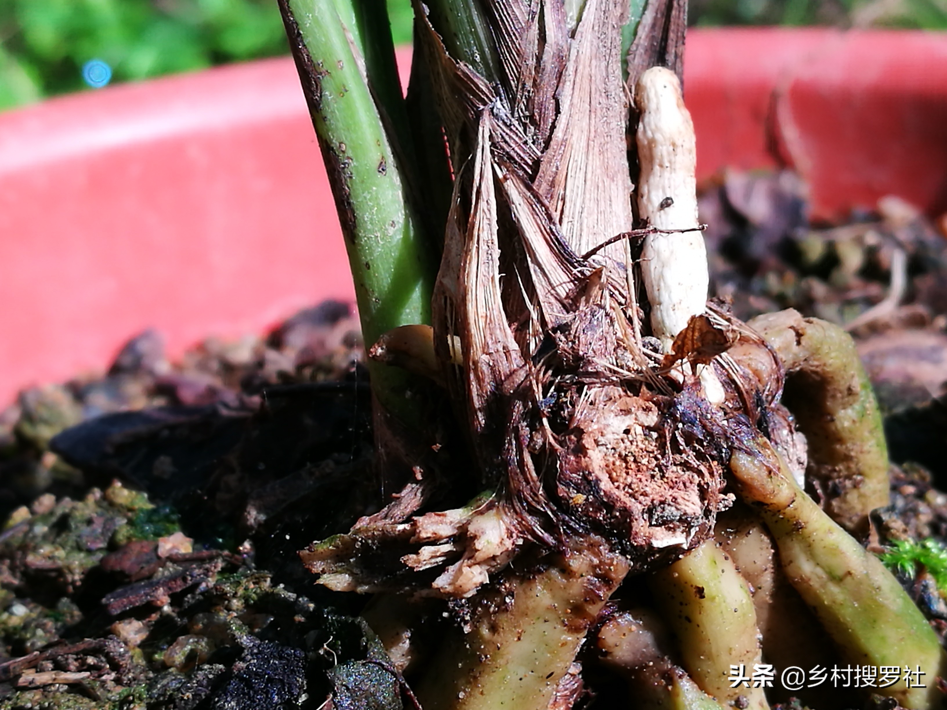 兰花叶片发黄是什么原因造成的,兰花黄叶的原因及改善方法