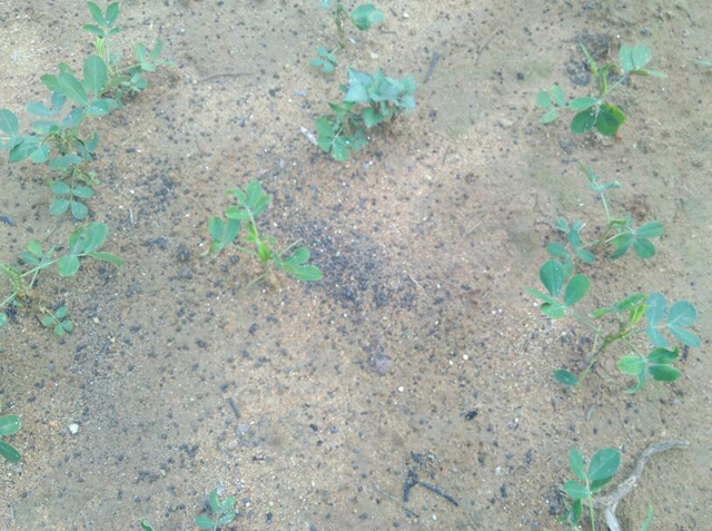 种花生会长什么虫,花生地里长的大白虫子怎么办