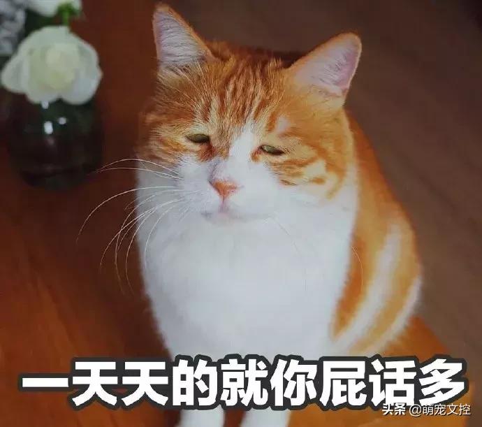 如何改掉猫咪乱挠乱咬的毛病,猫咪为什么会挠猫粮