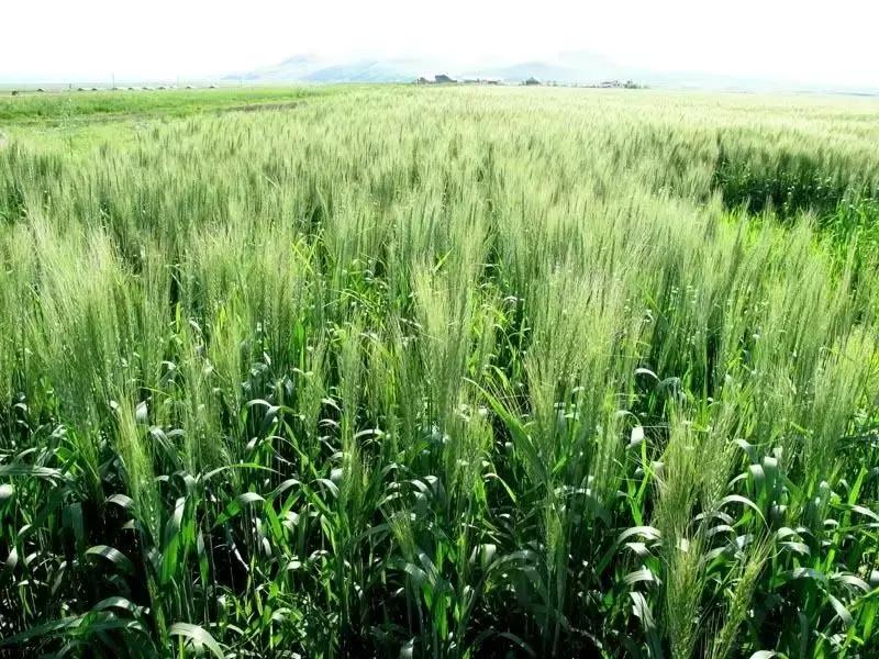 大麦青汁的排毒优点,大麦若叶青汁抗癌有什么效果