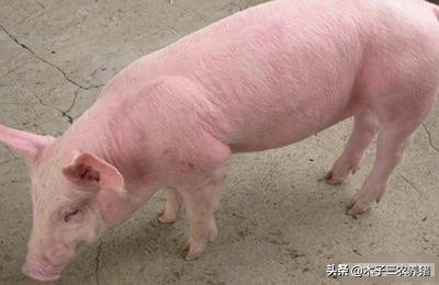 姣嶇尓鏈夐檮绾㈢粏鑳炰綋寮曡捣浠旂尓鎷夌█,鍝轰钩浠旂尓鎰熸煋闄勭孩缁嗚優浣撶殑鐥囩姸