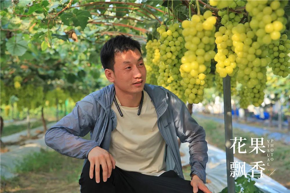 从经济学看阳光玫瑰,阳光玫瑰品种的优点与缺点