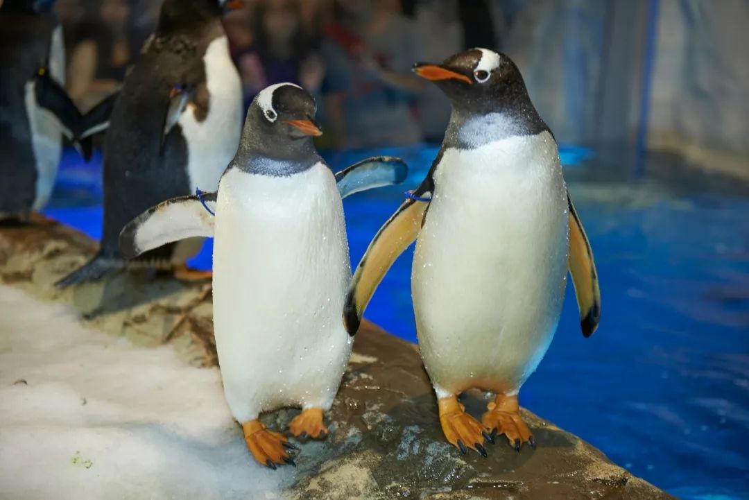 香港海洋公园门票多少钱,香港海洋公园门票票价