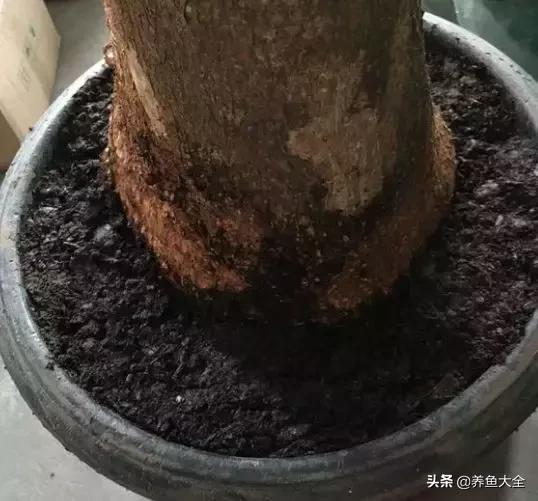 花烂了就扔了吧,盆栽的花烂根了怎么办