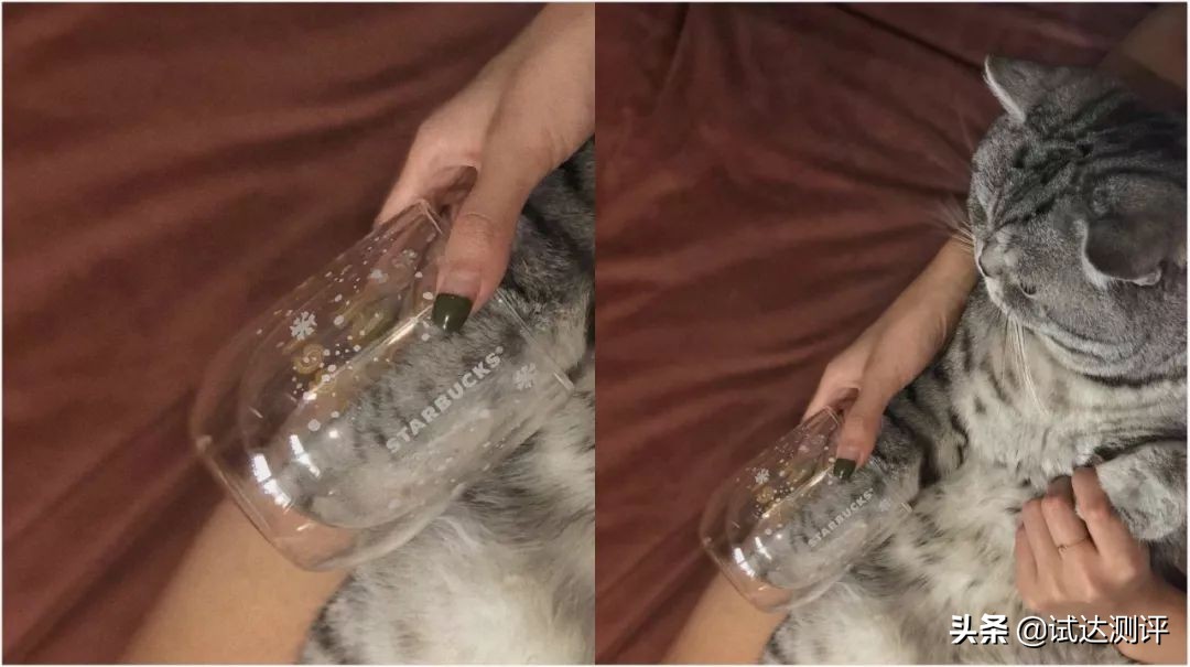 被星巴克“猫爪杯”收割智商税？这只猫能帮你提高智商，亲测有效